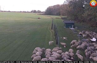 Schafe am Modellflugplatz